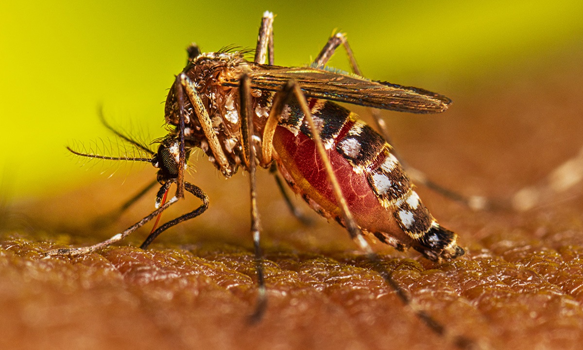 Indonesia Intended To Produce “Good” Mosquitoes In Order To Fight Dengue