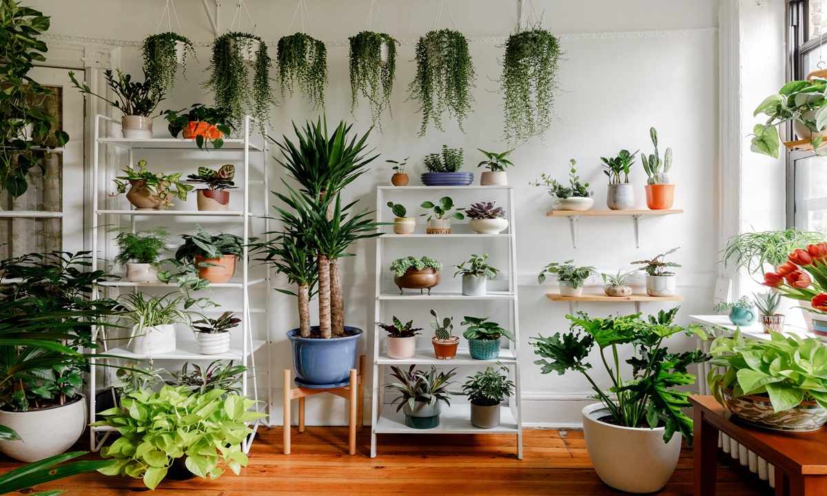 Best Indoor Decorative Plants to Keep In Your Home
