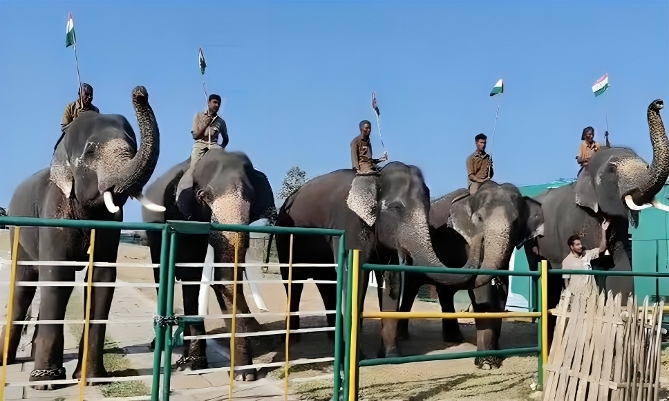 Republic Day 2024: Elephants Salute Tri-Color In Tamil Nadu’s Mudumalai Camp