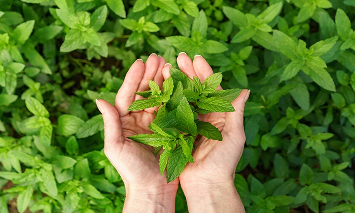 Did Yow Know The Health Benefits Of Tulsi Leaves?