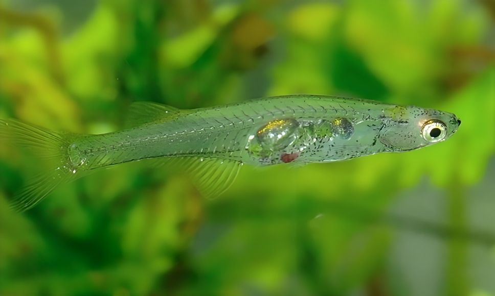 Researchers Discover Sound Producing Tiny Fish In Berlin 
