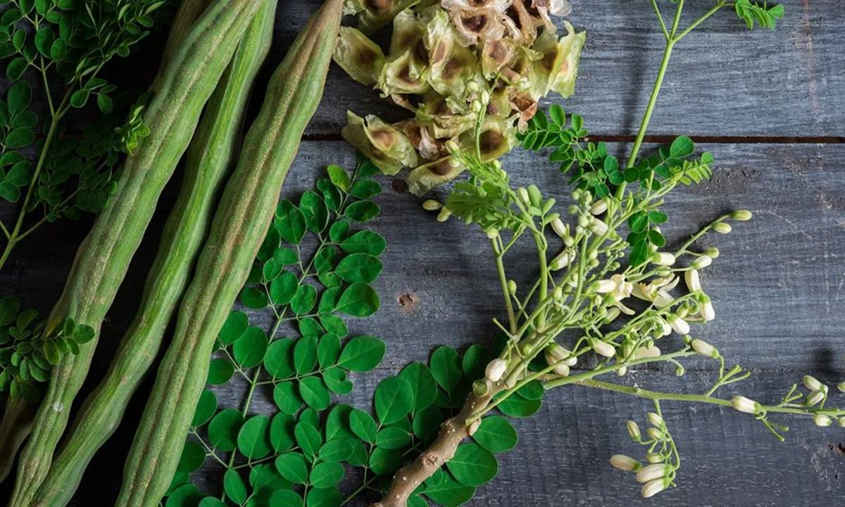 Health Wonders of Drumstick Leaves: A Nutrient Powerhouse